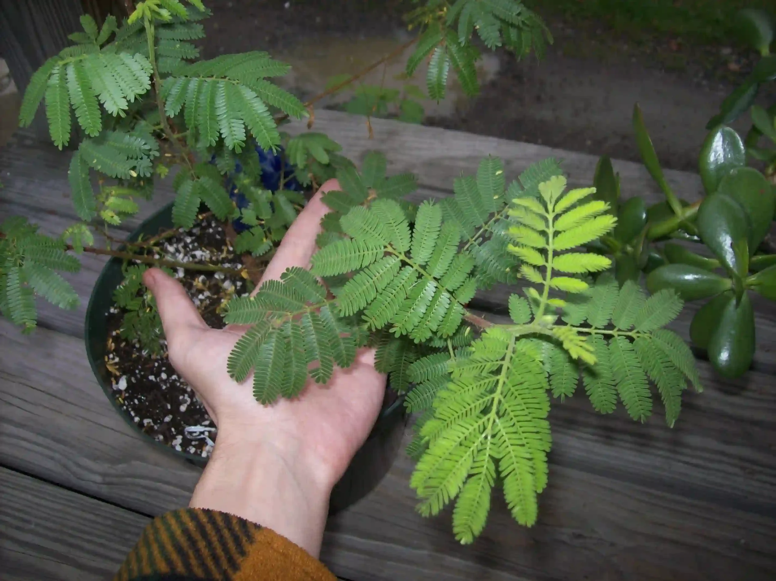 Mimosa tenuiflora plant with feathery green leaves in a pot, held by hand